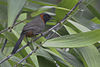 Rufous-necked Laughingthrush Mahananda Wildlife Sanctuary West Bengal India 06.11.2015.jpg