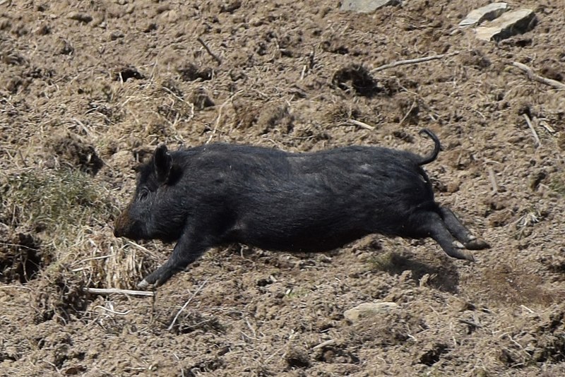 File:Running pig.jpg