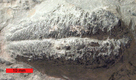 Rusophycus, a "resting trace" of a trilobite; Ordovician of southern Ohio. Scale bar is 10 mm.