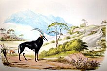 Painting of sable antelope by William Cornwallis Harris from Portraits of the game animals of Southern Africa. Sable Antelope by William Cornwallis Harris02.jpg