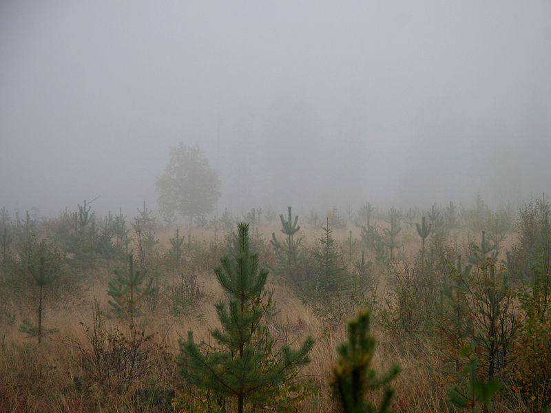 File:Saguaro (8009429410).jpg