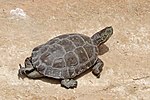 Saharan pond turtle (Mauremys leprosa saharica) male.jpg