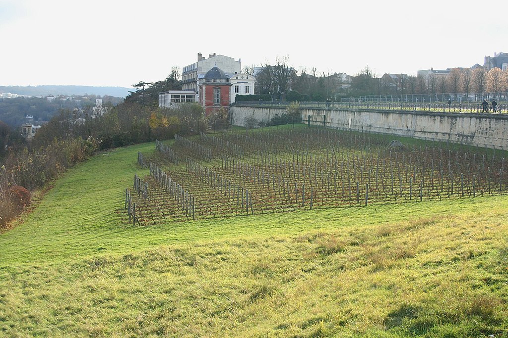 Saint-Germain-en-Laye - Vigne02.jpg