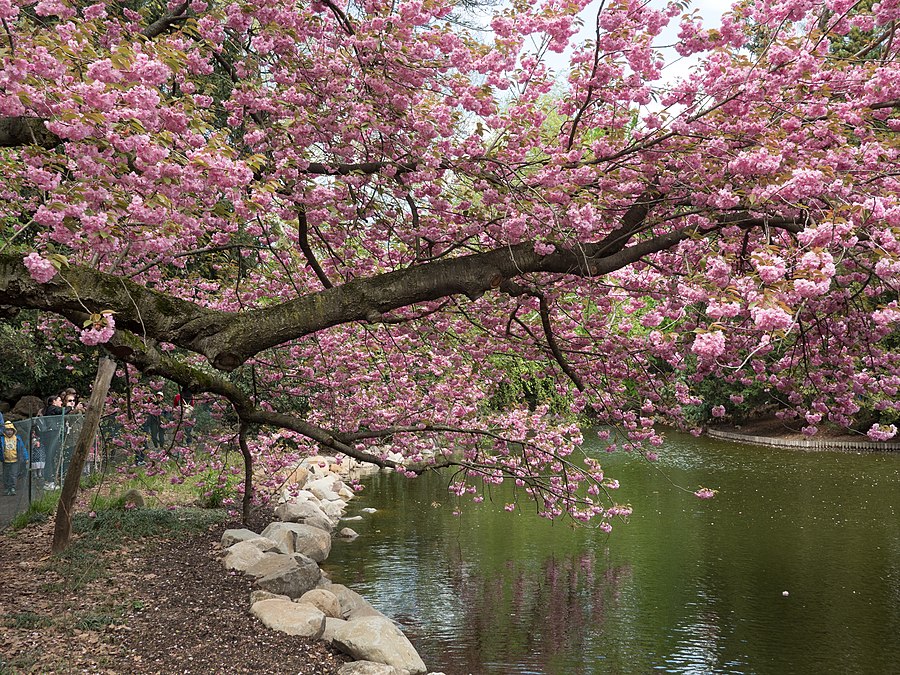 Cherry blossom tree, Brooklyn Botanic Garden, 2019-04