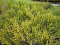 Salicornia europaea (Espagne)