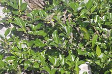 Salix glabra (Glanz-Weide) IMG 1309.jpg