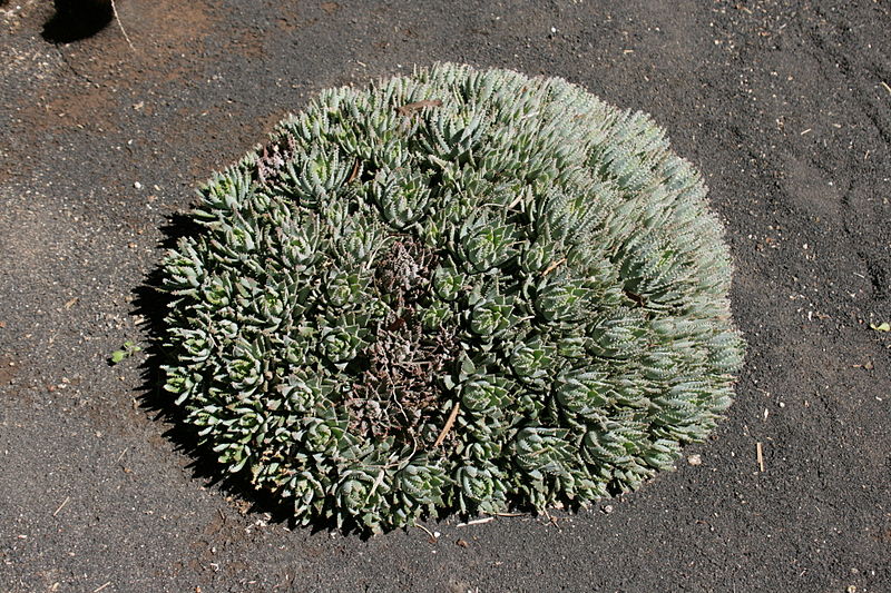 File:San Bartolomé - Calle Constitutión - MET - Aloe perfoliata 01 ies.jpg