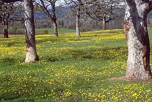 Oak savanna in Sam's Valley, Oregon