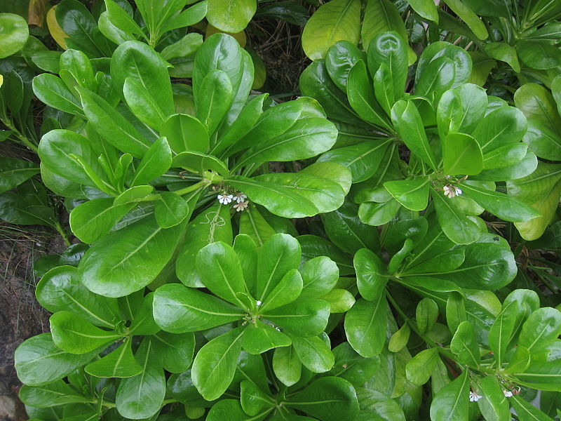 File:Scaevola taccada Hong Kong.jpg