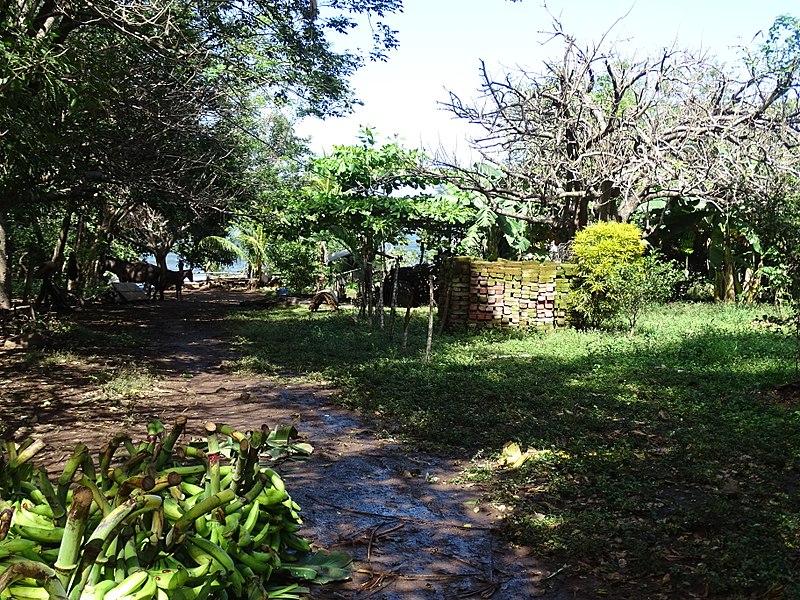 File:Scenery around Balgue - Ometepe Island - Nicaragua - 02 (30941002493).jpg