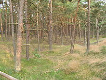 Coastal defence wood behind the beach