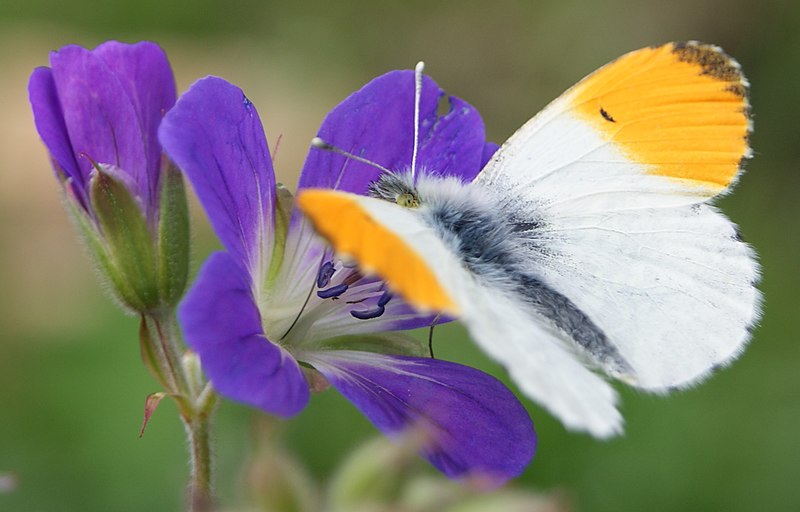 File:Schmetterling in Rohrmoos-Untertal.JPG - Wikimedia Commons.