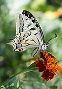 Papilio machaon (Swallowtail) ventral side