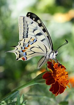 Borboleta cauda-de-andorinha (Papilio machaon). (definição 721 × 1 024)