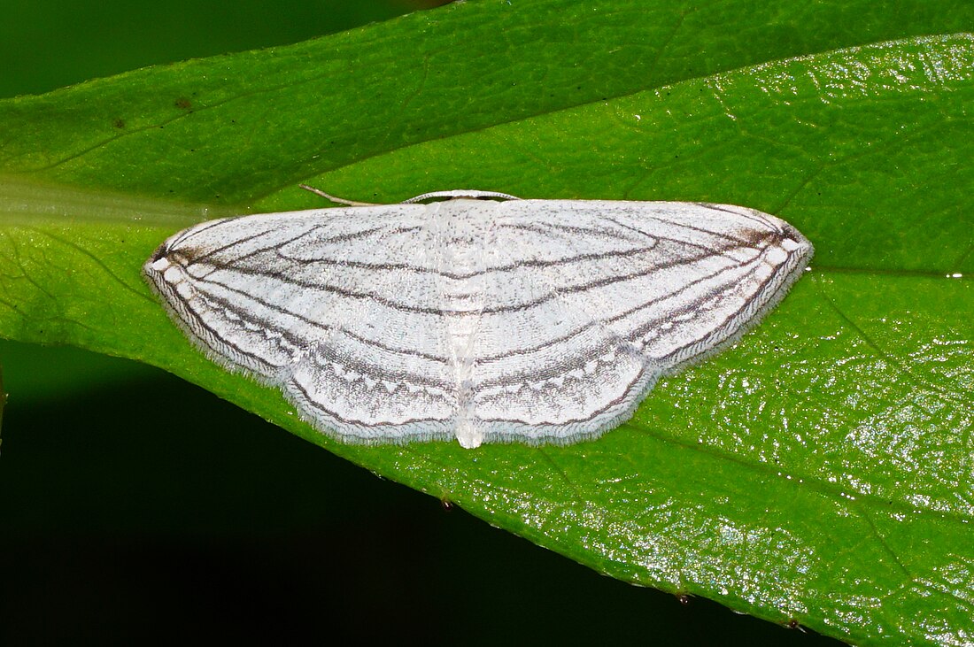 Scopula opicata