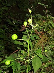 花（果実）はまばらにつき、果実は球形の蒴果になる。