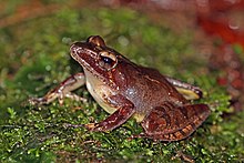 Изваяна жаба от Мадагаскар (Gephyromantis sculpturatus) Ranomafana.jpg