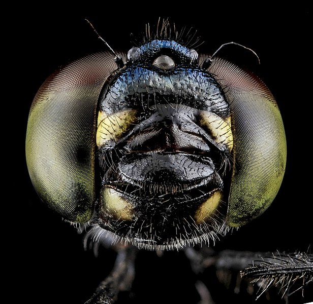 File:Seaside Dragonlet, Eastern Neck NWR 2013-07-07-16.55.52 ZS PMax (10769374324).jpg