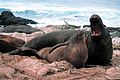 Mirounga angustirostrisNorthern Elephant seal