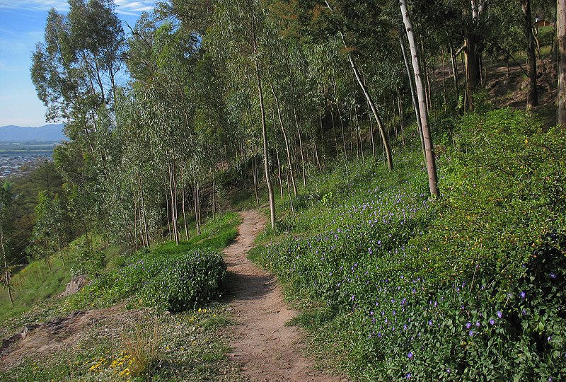 File:Sendero (39094053054).jpg