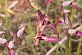 Serapias strictiflora Portugal - Algarve