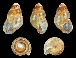 <i>Setia jansseni</i> species of mollusc