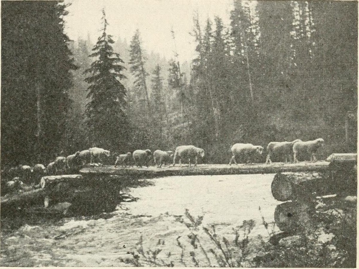 File:Sheep Bridge Deadwood River.jpg - Wikimedia Commons.