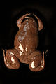Silurana epitropicalis - Cameroon Clawed frog4.jpg