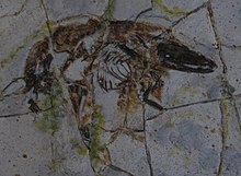 Záběr na fosilní rod Sinodelphys v původním kamenném ložisku