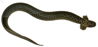 <span class="mw-page-title-main">Reticulated siren</span> Species of amphibian