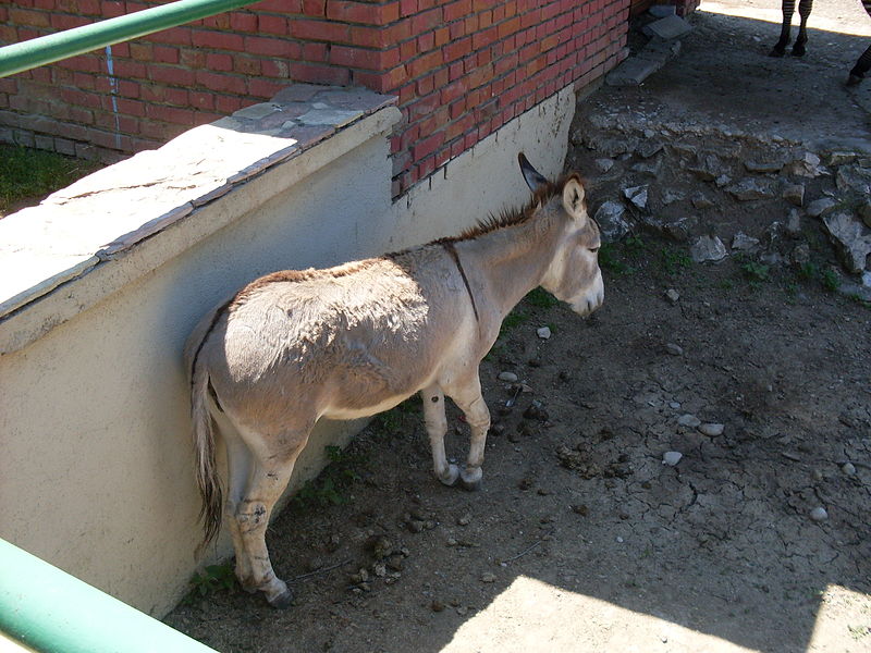 File:Skopje Zoo 5.jpg