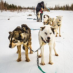 Sled Dogs (17012911542).jpg