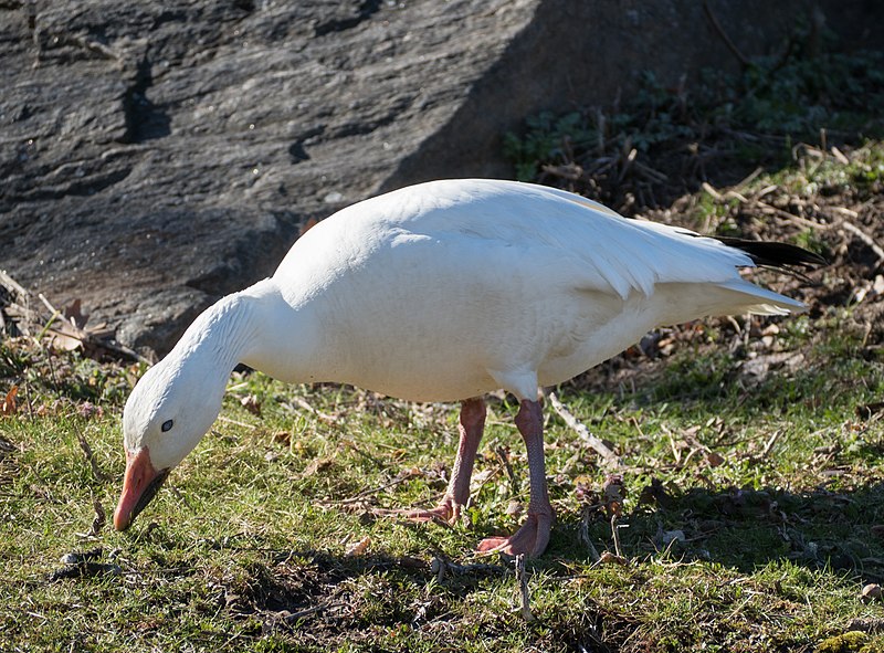 File:Snow goose in Central Park (33075).jpg