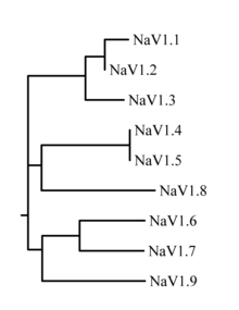 Figure 1. Likely evolutionary relationship of the nine known human sodium channels. Sodium channel phylogram.png