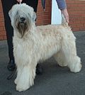 Miniatuur voor Irish soft-coated wheaten terrier