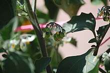 Solanum retroflexum burbankii cudowna jagoda sunberry.jpg