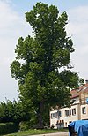 Summer linden tree Rettersburg 6923 b.jpg