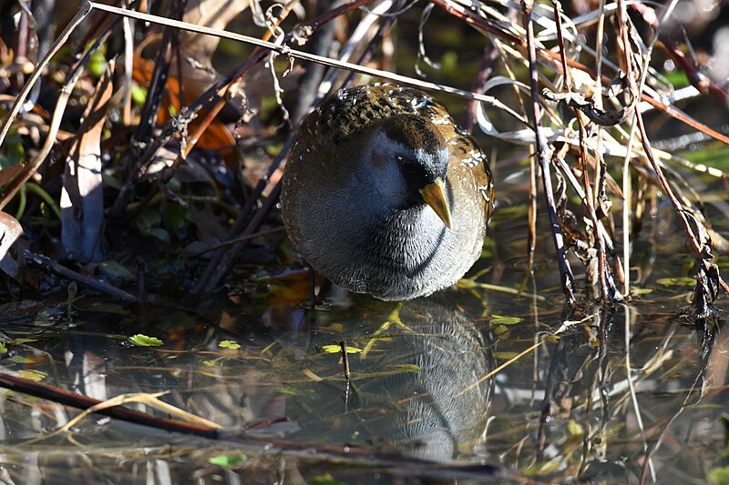 File:Sora huntley meadows 12.23.21 DSC 2364.jpg