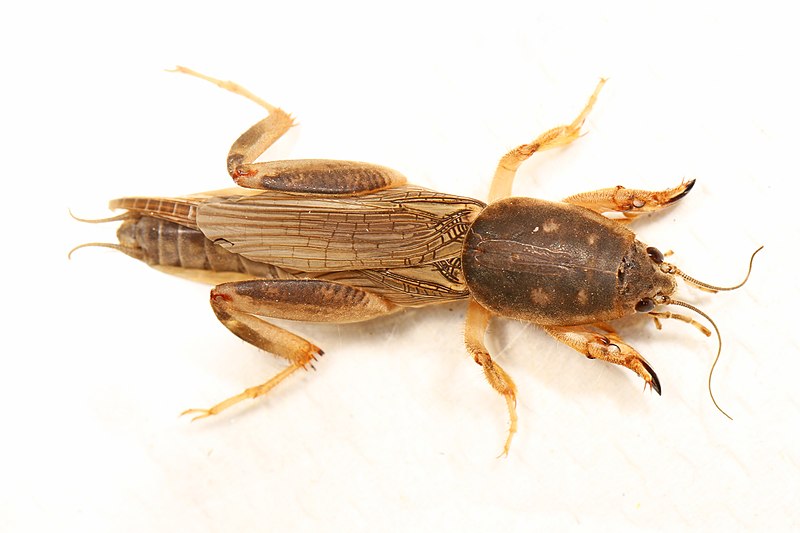 File:Southern Mole Cricket - Scapteriscus borellii, Sapelo Island, Georgia.jpg