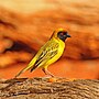 Thumbnail for Southern masked weaver