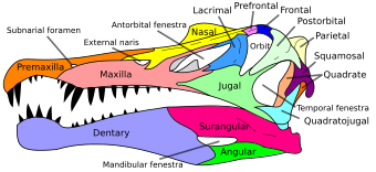 Spinosaurus skull en.svg