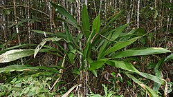 Split-leaf Cyclanthus (Cyclanthus bipartitus) (39832728445).jpg