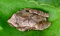 Spring peepers are distinguished by a dark X-shaped marking on their back.