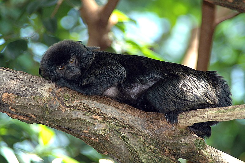 TAMARIN DE GOELDI 800px-Springtamarin