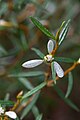 Spyridium Vexilliferum, Royal Tasmanian Botanical Gardens, Tasmania, Australia