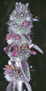 Stachys germanica2 eF.jpg