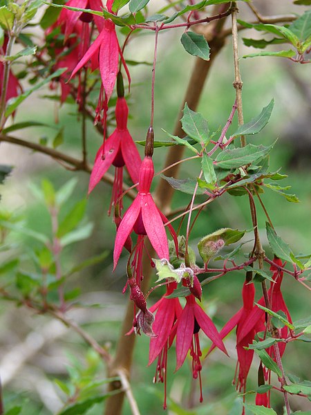 File:Starr-090521-8329-Fuchsia magellanica-flowers-Polipoli-Maui (24325700074).jpg