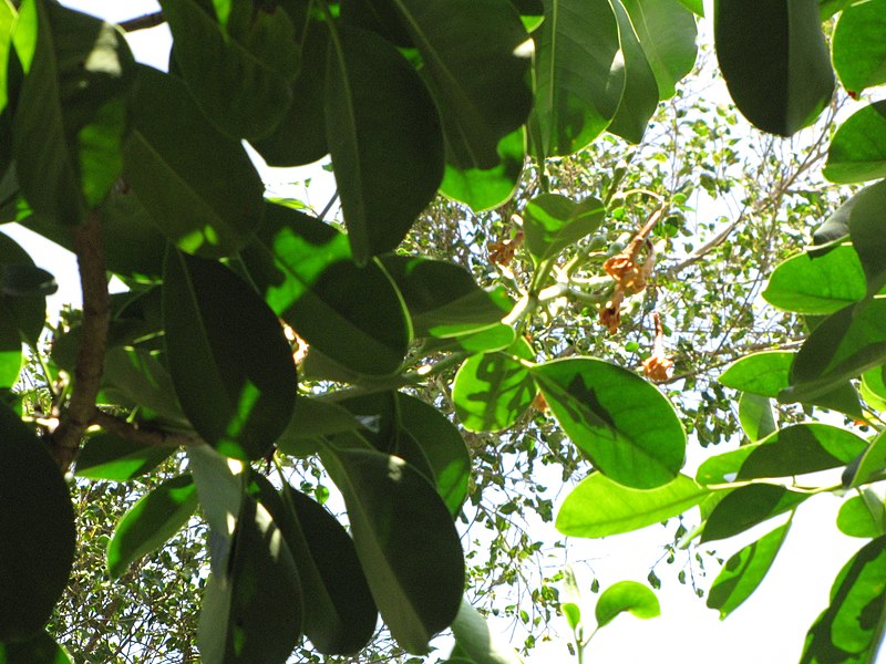 File:Starr-120522-6088-Fagraea berteroana-leaves and spent flowers-Iao Tropical Gardens of Maui-Maui (25049859161).jpg