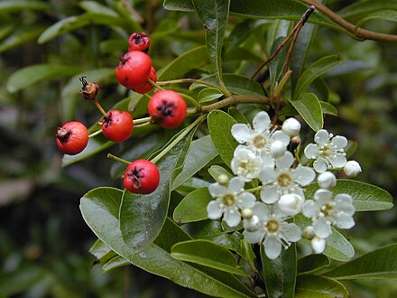 Pyracantha angustifolia: flowers and fruit. Starr 021126-0030 Pyracantha angustifolia.jpg