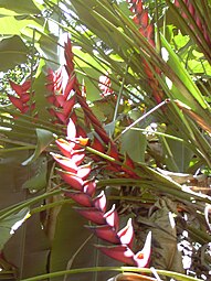 Cultivar à Hawaii